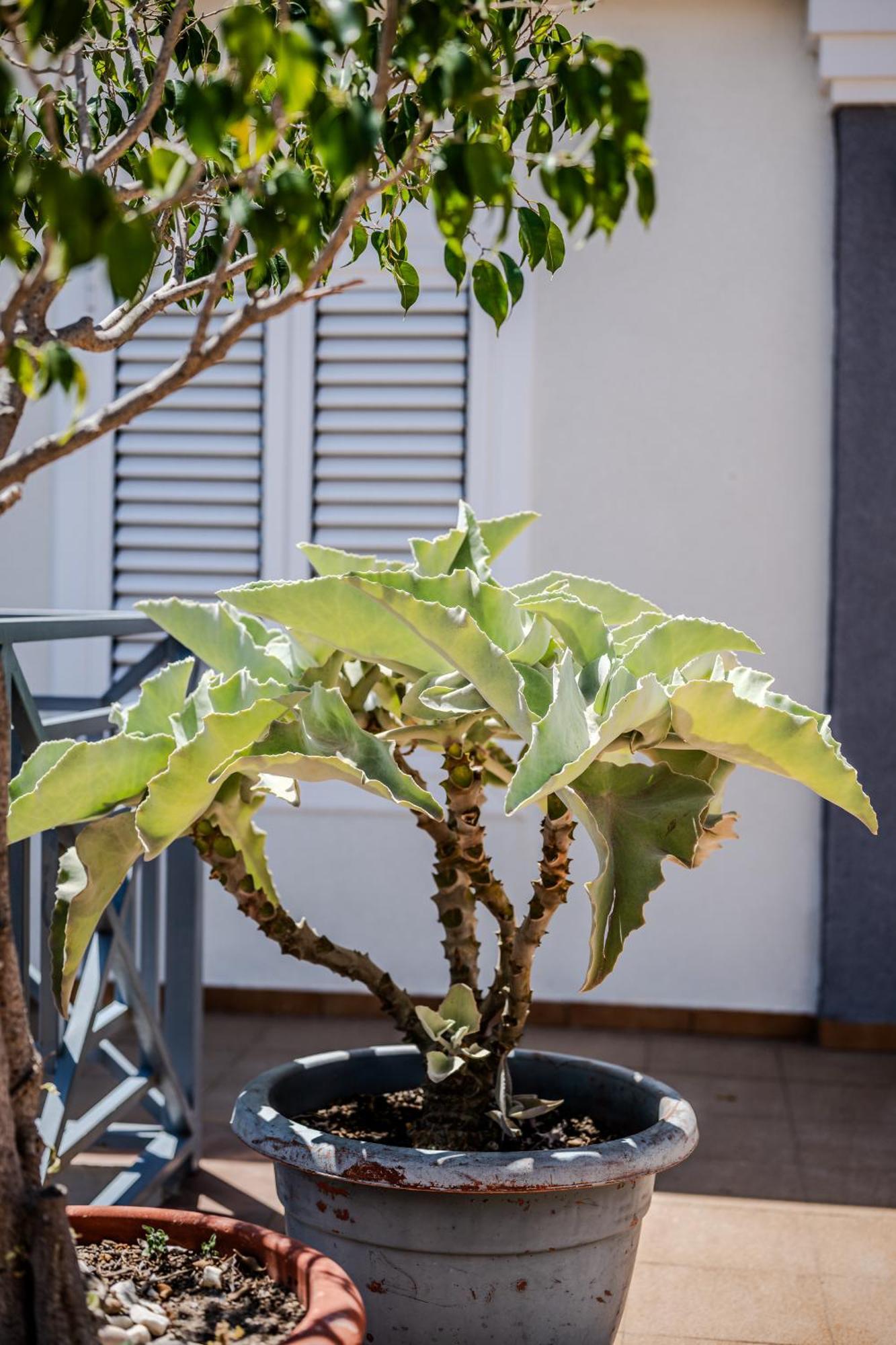 Penthouse Playa Del Cura - Torrevieja Apartment Luaran gambar